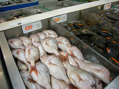 日本でも良く見る魚