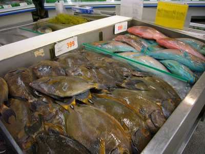 日本では良く見ない魚