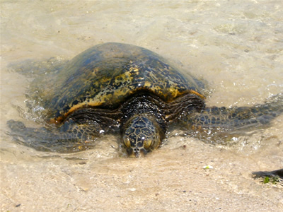 Honu (Hawaii's green sea turtle)