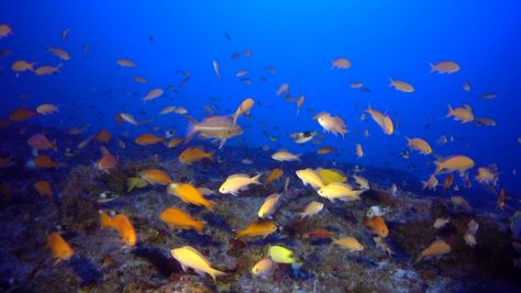 Journeys: Heritage of the Northwestern Hawaiian Islands, (C) Bishop Museum