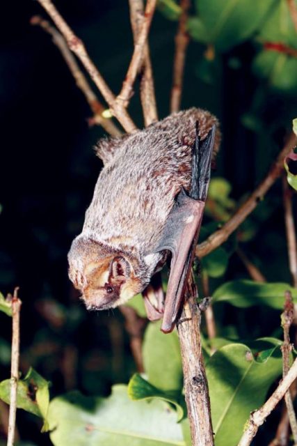 Hawaiian hoary bat (ope'ape'a), photo JACK JEFFREY, photo JACK JEFFREY