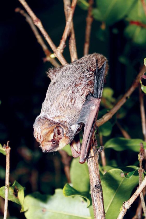 Hawaiian hoary bat (ope'ape'a)