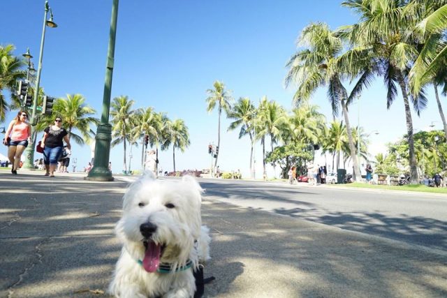 愛犬ペットとハワイに行く旅行